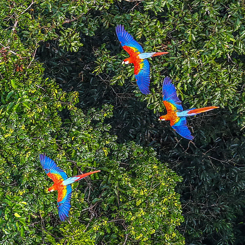 Galería Amazonas de aventura