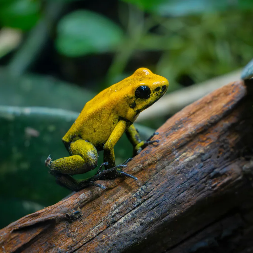 Galería Amazonas de aventura