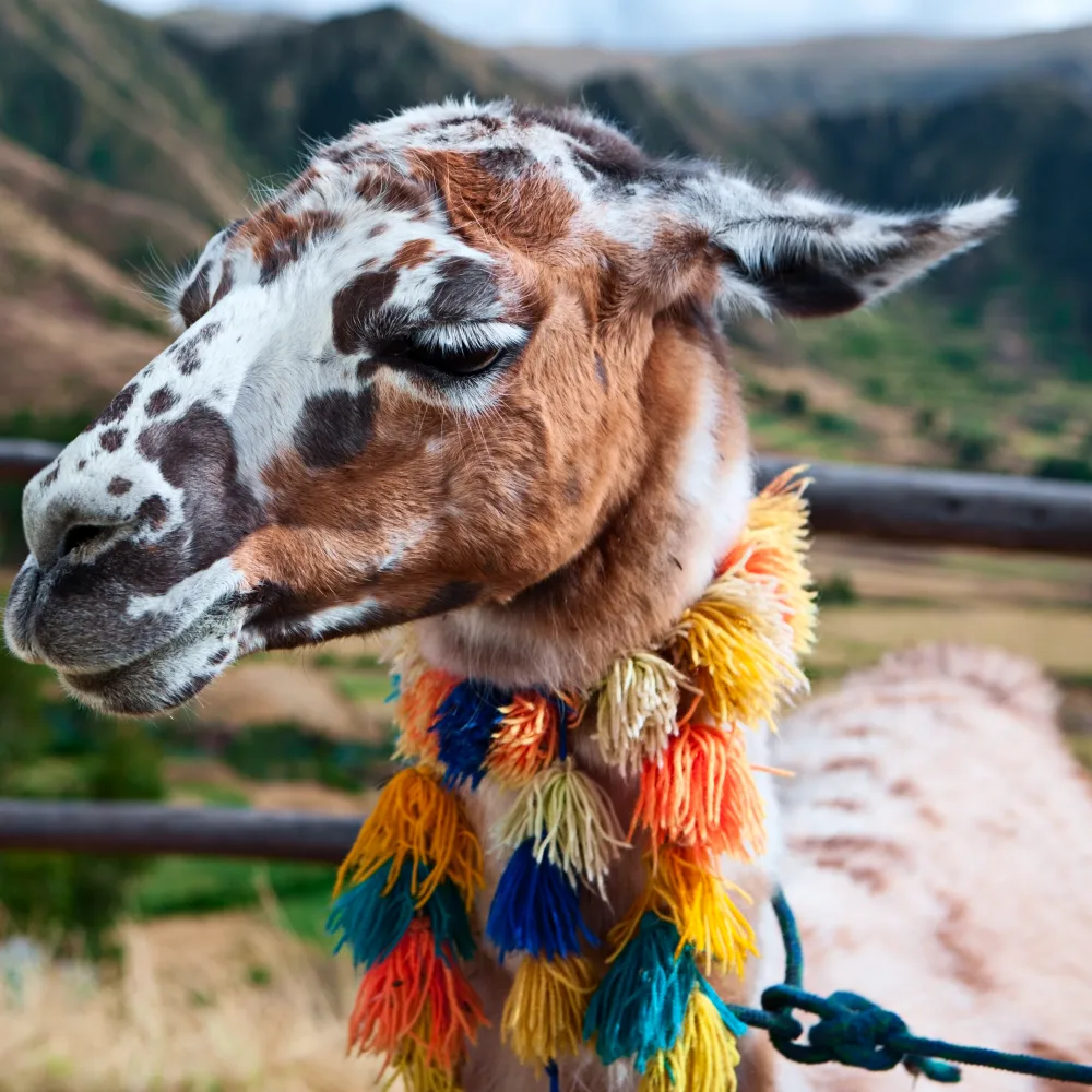 Galería Perú por los caminos del Inca – Para caminantes